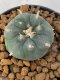 Lophophora Williamsii var. pentagona 4-5 cm 7 years old seed ownroot flower seedling ロフォフォラ　烏羽玉　仔吹き　サボテン