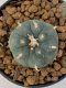 Lophophora Williamsii var. pentagona 4-5 cm 7 years old seed ownroot flower seedling ロフォフォラ　烏羽玉　仔吹き　サボテン