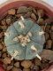 Lophophora Williamsii var. pentagona 4-5 cm 7 years old seed ownroot flower seedling ロフォフォラ　烏羽玉　仔吹き　サボテン