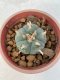 Lophophora Williamsii var. pentagona 4-5 cm 7 years old seed ownroot flower seedling ロフォフォラ　烏羽玉　仔吹き　サボテン