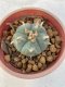 Lophophora Williamsii var. pentagona 4-5 cm 7 years old seed ownroot flower seedling ロフォフォラ　烏羽玉　仔吹き　サボテン