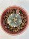 Lophophora Williamsii var. pentagona 4-5 cm 7 years old seed ownroot flower seedling ロフォフォラ　烏羽玉　仔吹き　サボテン