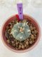 Lophophora Williamsii var. pentagona 4-5 cm 7 years old seed ownroot flower seedling ロフォフォラ　烏羽玉　仔吹き　サボテン