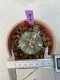 Lophophora Williamsii var. pentagona 4-5 cm 7 years old seed ownroot flower seedling ロフォフォラ　烏羽玉　仔吹き　サボテン