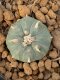 Lophophora Williamsii 4-5 cm 7 years old seed ownroot flower seedling ロフォフォラ　烏羽玉　仔吹き　サボテン