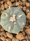 Lophophora Williamsii 4-5 cm 7 years old seed ownroot flower seedling ロフォフォラ　烏羽玉　仔吹き　サボテン