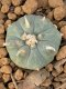 Lophophora Williamsii 4-5 cm 7 years old seed ownroot flower seedling ロフォフォラ　烏羽玉　仔吹き　サボテン