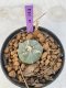 Lophophora Williamsii 4-5 cm 7 years old seed ownroot flower seedling ロフォフォラ　烏羽玉　仔吹き　サボテン