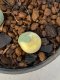 Lophophora Diffusa 2-3 cm 6 years old seed ownroot flower seedling ロフォフォラ　烏羽玉　仔吹き　サボテン