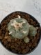 Lophophora Williamsii 4-5 cm 7 years old seed ownroot flower seedling ロフォフォラ　烏羽玉　仔吹き　サボテン