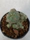 Lophophora Williamsii 4-5 cm 7 years old seed ownroot flower seedling ロフォフォラ　烏羽玉　仔吹き　サボテン