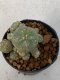 Lophophora Williamsii 4-5 cm 7 years old seed ownroot flower seedling ロフォフォラ　烏羽玉　仔吹き　サボテン