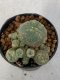 Lophophora Williamsii 4-5 cm 7 years old seed ownroot flower seedling ロフォフォラ　烏羽玉　仔吹き　サボテン