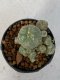 Lophophora Williamsii 4-5 cm 7 years old seed ownroot flower seedling ロフォフォラ　烏羽玉　仔吹き　サボテン