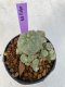 Lophophora Williamsii 4-5 cm 7 years old seed ownroot flower seedling ロフォフォラ　烏羽玉　仔吹き　サボテン