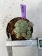 Lophophora Williamsii 4-5 cm 7 years old seed ownroot flower seedling ロフォフォラ　烏羽玉　仔吹き　サボテン