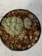 Lophophora Diffusa 4-5 cm 7 years old seed ownroot flower seedling ロフォフォラ　烏羽玉　仔吹き　サボテン