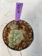 Lophophora Diffusa 4-5 cm 7 years old seed ownroot flower seedling ロフォフォラ　烏羽玉　仔吹き　サボテン