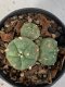 Lophophora Williamsii Variegata 4-5 cm 7 years old seed ownroot flower seedling ロフォフォラ　烏羽玉　仔吹き　サボテン