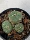 Lophophora Williamsii Variegata 4-5 cm 7 years old seed ownroot flower seedling ロフォフォラ　烏羽玉　仔吹き　サボテン