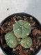 Lophophora Williamsii Variegata 4-5 cm 7 years old seed ownroot flower seedling ロフォフォラ　烏羽玉　仔吹き　サボテン