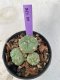 Lophophora Williamsii Variegata 4-5 cm 7 years old seed ownroot flower seedling ロフォフォラ　烏羽玉　仔吹き　サボテン