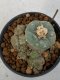 Lophophora Williamsii  4-5 cm 7 years old seed ownroot flower seedling ロフォフォラ　烏羽玉　仔吹き　サボテン