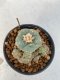 Lophophora Williamsii  4-5 cm 7 years old seed ownroot flower seedling ロフォフォラ　烏羽玉　仔吹き　サボテン