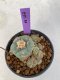 Lophophora Williamsii  4-5 cm 7 years old seed ownroot flower seedling ロフォフォラ　烏羽玉　仔吹き　サボテン