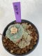 Lophophora Williamsii  4-5 cm 7 years old seed ownroot flower seedling ロフォフォラ　烏羽玉　仔吹き　サボテン