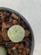 Lophophora Diffusa 2-3 cm 6 years old seed ownroot flower seedling ロフォフォラ　烏羽玉　仔吹き　サボテン