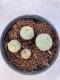 Lophophora Diffusa 2-3 cm 6 years old seed ownroot flower seedling ロフォフォラ　烏羽玉　仔吹き　サボテン