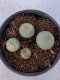 Lophophora Diffusa 2-3 cm 6 years old seed ownroot flower seedling ロフォフォラ　烏羽玉　仔吹き　サボテン