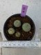 Lophophora Diffusa 2-3 cm 6 years old seed ownroot flower seedling ロフォフォラ　烏羽玉　仔吹き　サボテン