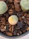 Lophophora Diffusa 2-3 cm 6 years old seed ownroot flower seedling ロフォフォラ　烏羽玉　仔吹き　サボテン