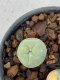 Lophophora Diffusa 2-3 cm 6 years old seed ownroot flower seedling ロフォフォラ　烏羽玉　仔吹き　サボテン