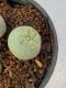 Lophophora Diffusa 2-3 cm 6 years old seed ownroot flower seedling ロフォフォラ　烏羽玉　仔吹き　サボテン