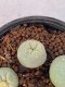 Lophophora Diffusa 2-3 cm 6 years old seed ownroot flower seedling ロフォフォラ　烏羽玉　仔吹き　サボテン