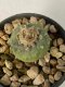 Lophophora Diffusa 5-6 cm 9 years old seed ownroot flower seedling ロフォフォラ　烏羽玉　仔吹き　サボテン