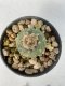 Lophophora Diffusa 5-6 cm 9 years old seed ownroot flower seedling ロフォフォラ　烏羽玉　仔吹き　サボテン