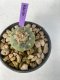 Lophophora Diffusa 5-6 cm 9 years old seed ownroot flower seedling ロフォフォラ　烏羽玉　仔吹き　サボテン