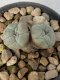 Lophophora williamsii 2 heads twins 4-5 cm 9 years old seed ownroot flower seedling ロフォフォラ　烏羽玉　仔吹き　サボテン