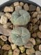 Lophophora williamsii 2 heads twins 4-5 cm 9 years old seed ownroot flower seedling ロフォフォラ　烏羽玉　仔吹き　サボテン