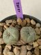 Lophophora williamsii 2 heads twins 4-5 cm 9 years old seed ownroot flower seedling ロフォフォラ　烏羽玉　仔吹き　サボテン