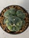 Lophophora williamsii variegated 4-5 cm 9 years old seed ownroot flower seedling ロフォフォラ　烏羽玉　仔吹き　サボテン