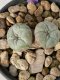 Lophophora williamsii 2 heads twins 4-5 cm 9 years old seed ownroot flower seedling ロフォフォラ　烏羽玉　仔吹き　サボテン