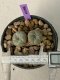 Lophophora williamsii 2 heads twins 4-5 cm 9 years old seed ownroot flower seedling ロフォフォラ　烏羽玉　仔吹き　サボテン