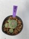 Lophophora Fricii 4-5 cm 9 years old seed ownroot flower seedling ロフォフォラ　烏羽玉　仔吹き　サボテン