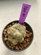 Lophophora williamsii variegated 4-5 cm 9 years old seed ownroot flower seedling ロフォフォラ　烏羽玉　仔吹き　サボテン