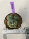 Lophophora williamsii variegated 4-5 cm 9 years old seed ownroot flower seedling ロフォフォラ　烏羽玉　仔吹き　サボテン